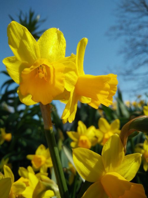 Gėlė,  Narcissus Pseudonarcissus,  Gamta,  Augalas,  Be Honoraro Mokesčio