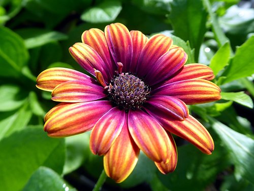 Gėlė,  Osteospermum,  Asteraceae,  Oranžinė,  Violetinė,  Pobūdį,  Augalų,  Sodas