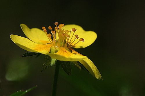 Gėlė,  Iš Pobūdį,  Vasara,  Smørblomst