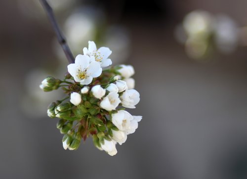 Gėlė,  Vyšnia,  Medis,  Baltos Spalvos,  Pavasaris
