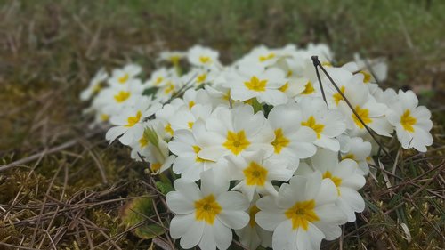 Gėlė,  Pobūdį,  Augalų,  Vasara,  Žydi