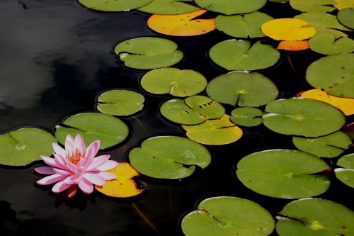 Gėlė,  Rožinis,  Flora,  Gamta,  Vasara,  Ežeras,  Lapai,  Žalias,  Gėlė