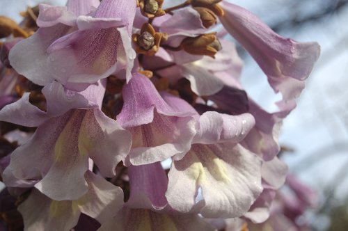 Gėlė,  Pobūdį,  Žydi,  Sodas,  Paulownia Tomentosa,  Iš Princesės Medis,  Pavasaris,  Žiedlapiai