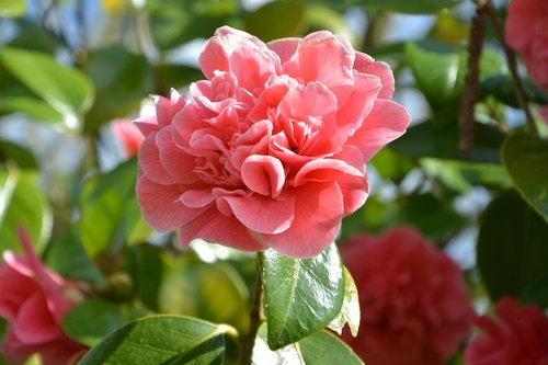 Gėlė,  Camellia Rožinė,  Žali Lapai,  Pobūdį,  Augalų,  Lapas