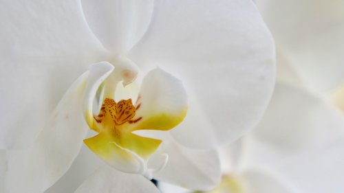 Gėlė,  Pobūdį,  Tropical,  Elegantiškas,  Augalų,  Orchidėja