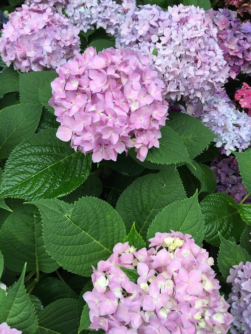 Gėlė,  Augalų,  Pobūdį,  Hortenzija Genties