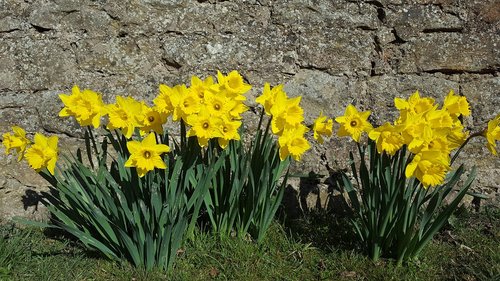 Gėlė,  Floros,  Pobūdį,  Narcizas,  Gėlių,  Žydi,  Pavasaris,  Škotija