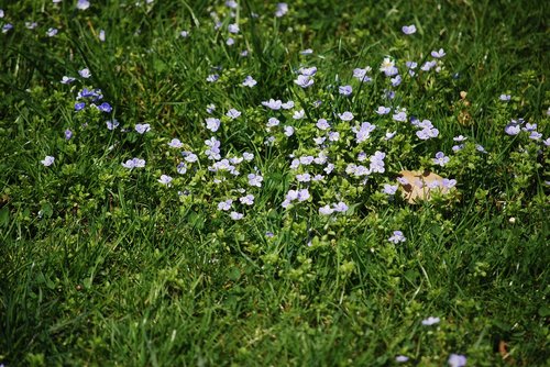 Gėlė,  Augalų,  Pobūdį,  Meadow,  Vasara