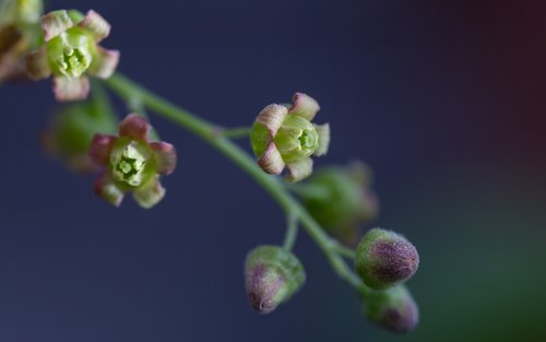 Gėlė,  Pobūdį,  Sodas,  Blur,  Augalų,  Spaudas,  Žiedas,  Žydi,  Apdulkinimas,  Bitės,  Star,  Lapai,  Floros,  Meadow,  Iš Arti,  Bokeh,  Žiedpumpurių,  Uoga,  Serbentų,  Mažas,  Meistriškos,  Rožinis,  Žiedas,  Bud,  Krūmas,  Medis,  Žydinčių Medžių,  Medžių Žiedų,  Baltos Spalvos,  Minkštas Rožinė,  Augimas,  Gėlių Pilnatvė