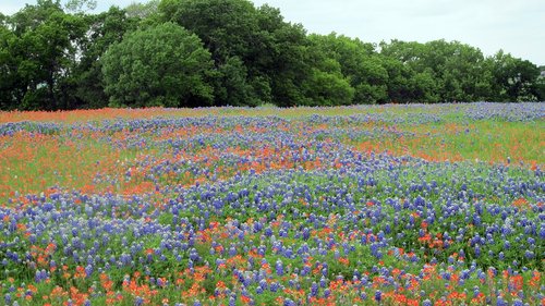 Gėlė,  Laukas,  Pobūdį,  Wildflower,  Floros,  Texas,  Bluebonnets,  Pavasaris,  Žiedas,  Pieva