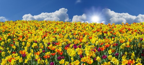 Gėlė,  Augalų,  Pavasaris,  Tulpės,  Narcizai,  Osterglocken,  Geliu Lova,  Farbenpracht,  Pavasario Sveikinimai,  Reklama,  Header,  Požymiai Pavasarį,  Gėlės,  Šviesus,  Saulė,  Ap,  Debesys