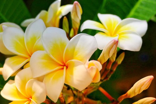 Gėlė,  Frangipani,  Augalų,  Tropical,  Pobūdį,  Lapų,  Žiedlapis,  Gėlių,  Aloha,  Vasara,  Gėlės,  Spalva,  Egzotiškas