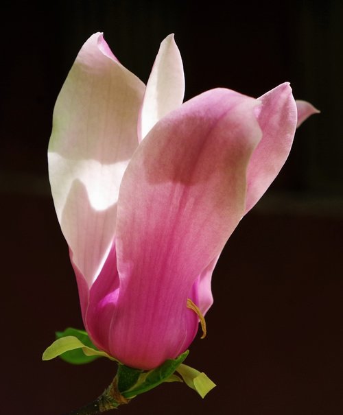 Gėlė,  Rožinė Gėlė,  Magnolija