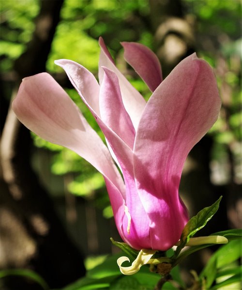 Gėlė,  Rožinė Gėlė,  Magnolija