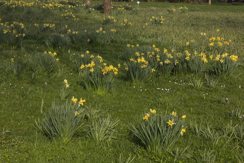 Gėlė,  Žolė,  Pobūdį,  Meadow,  Augalų,  Gėlės,  Vasara