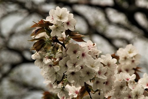 Gėlė,  Medis,  Floros,  Vyšnia,  Pobūdį,  Pavasaris