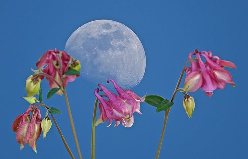 Gėlė,  Pobūdį,  Mėnulis