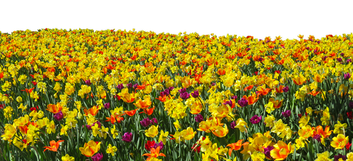 Gėlė,  Augalų,  Pavasaris,  Tulpės,  Narcizai,  Osterglocken,  Išskiriamas,  Geliu Lova,  Farbenpracht,  Pavasario Sveikinimai,  Reklama,  Header,  Požymiai Pavasarį,  Gėlės,  Šviesus
