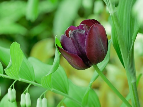 Gėlė,  Tulpė,  Pavasaris