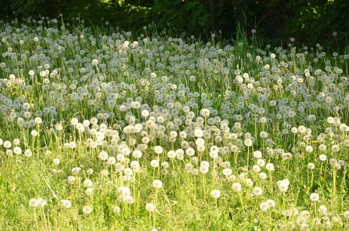 Gėlė,  Laukas,  Hayfield,  Pobūdį,  Žolė,  Vasara,  Lauke,  Wildflower