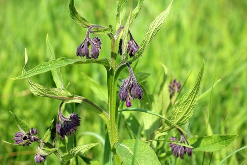 Gėlė,  Meadow,  Laukų Gėlė,  Pavasaris,  Violetinė