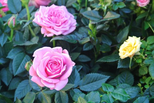 Gėlė,  Rosa,  Augalų,  Vainiklapis