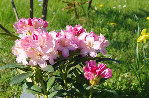 Gėlė,  Pobūdį,  Augalų,  Sodas,  Žydi,  Rhododendron