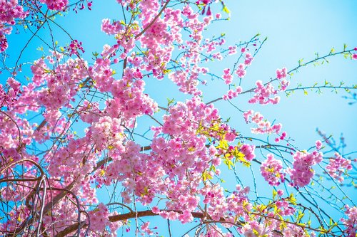 Gėlė,  Sakura,  Augalų,  Sezonas,  Vyšnia
