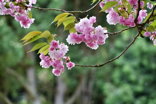 Gėlė,  Medis,  Pobūdį,  Filialas,  Augalų,  Japonija Vyšnia,  Pavasaris,  Aplinka