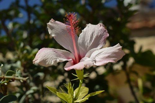 Gėlė,  Pobūdį,  Floros,  Sodas,  Rožinis,  Žydi