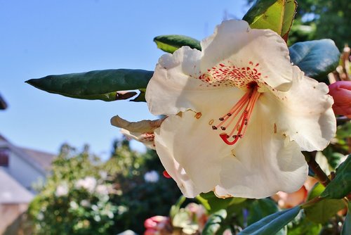 Gėlė,  Pobūdį,  Augalų,  Sodas,  Pavasaris,  Iš Arti,  Žiedas,  Žydi,  Suklestėjo,  Rhododendron,  Žiedlapiai,  Šviesus,  Gėlių Sodas,  Žydi,  Spyruokliniai Žiedai,  Atviras