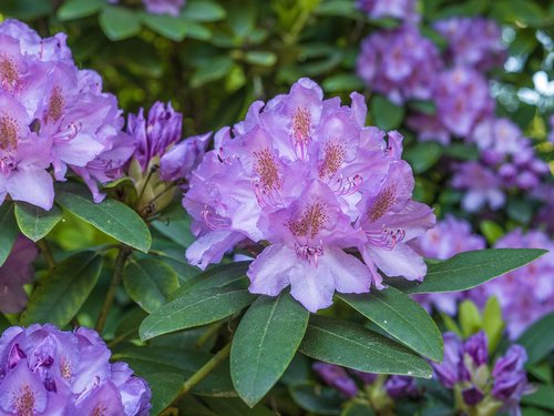 Gėlė,  Violetinė Rhododendron,  Žiedas,  Žydi,  Krūmas