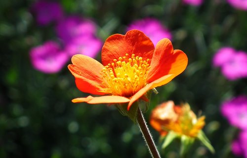 Gėlė,  Maczek California,  Pavasaris,  Gamta