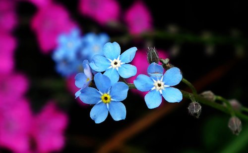 Gėlė,  Pamiršti,  Mėlyna,  Pavasaris,  Gamta