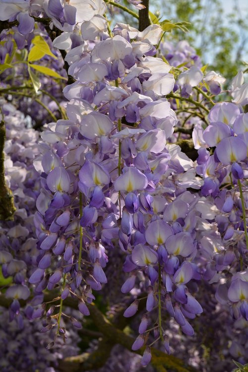 Gėlė,  Žiedas,  Žydi,  Žiedas,  Violetinė,  Violetinė Gėlė,  Pobūdį,  Augalų,  Vasara