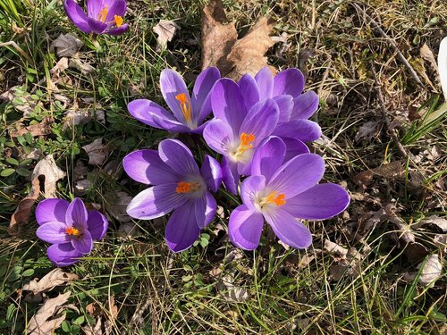 Gėlė,  Crocus,  Žiedas,  Žydi,  Mėlynas