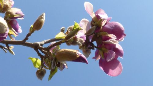 Žiedas, Žydėti, Pavasaris, Flora, Rožinis, Balta, Kvepalai