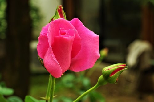 Gėlė,  Rosa,  Rožinė Rožė