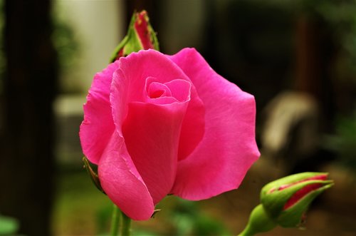 Gėlė,  Rosa,  Rožinė Rožė