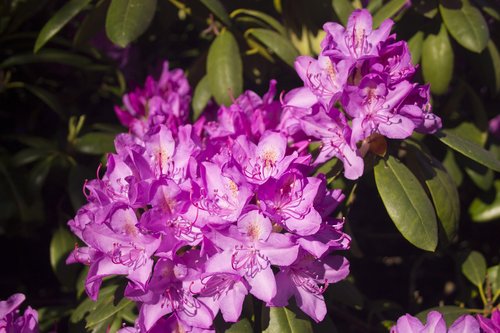 Gėlė,  Gėlės,  Pavasaris,  Rhododendron,  Iš Arti,  Jūra Gėlių