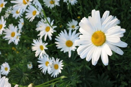 Gėlė,  Baltos Spalvos,  Marguerite,  Daisy,  Pavasaris,  Laukas