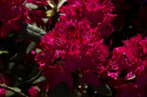 Gėlė,  Žiedas,  Žydi,  Rhododendron,  Iš Arti,  Pobūdį,  Pavasaris