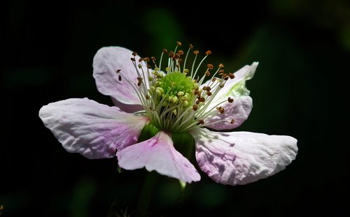 Gėlė,  Blackberry,  Pobūdį,  Pavasaris,  Makro