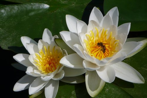 Gėlė,  Vandens Lelija