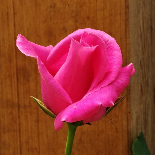 Gėlė,  Rosa,  Rožė