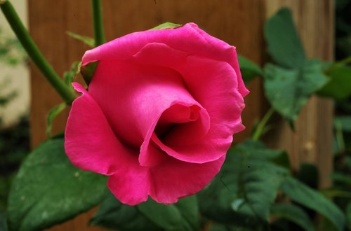 Gėlė,  Rosa,  Rožė