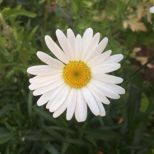 Gėlė,  Baltas