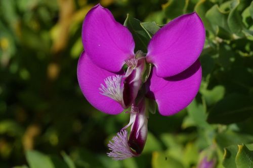 Gėlė, Gamta, Flora, Gražus, Spalva, Žydėti, Žiedas, Žydėti, Augalas, Gėlės, Violetinė