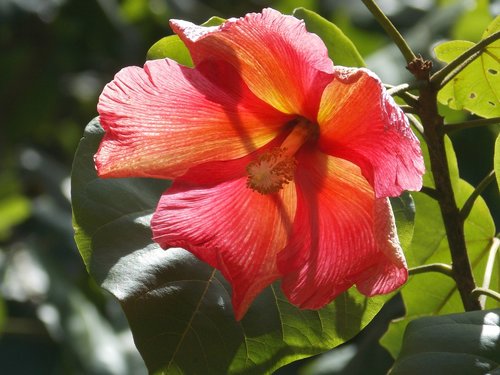 Gėlė,  Maga,  Puerto Rikas,  Thespesia Grandiflora