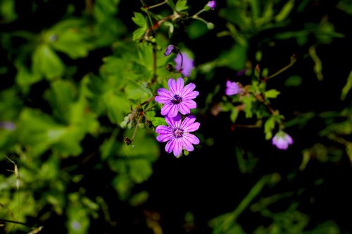 Gėlė,  Violetinė,  Violetinė Gėlė,  Pobūdį,  Pavasaris